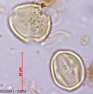 ISEM 1/Escallonia_resinosa_29437/Escallonia_resinosa_29437_0001(copy)_thumb.jpg